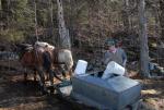 Maple Sugaring 30-20-11898