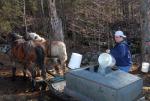 Maple Sugaring 30-20-11899