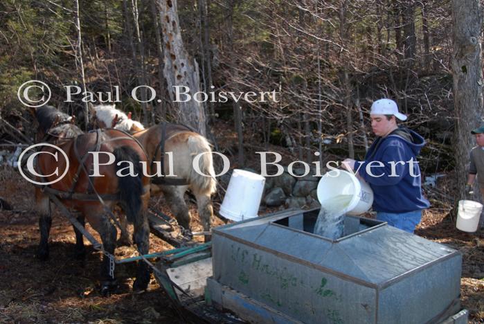 Maple Sugaring 30-20-11899