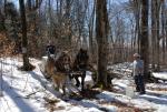 Maple Sugaring 30-20-11900