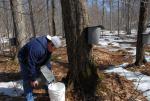 Maple Sugaring 30-20-11902