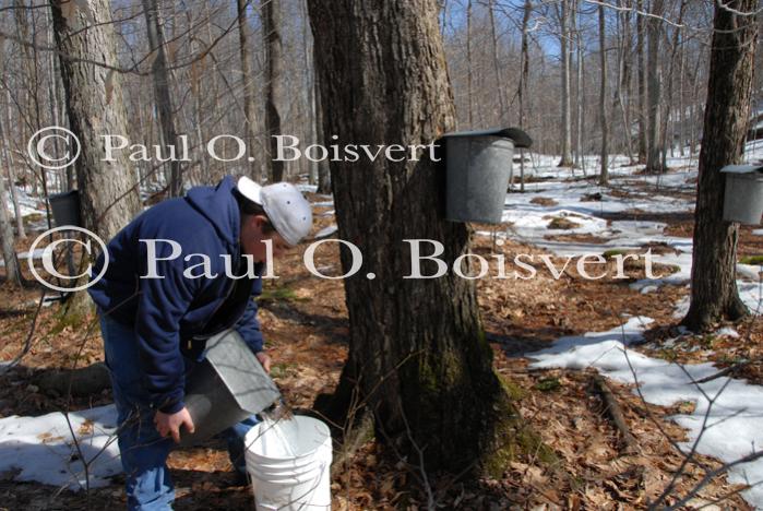 Maple Sugaring 30-20-11902