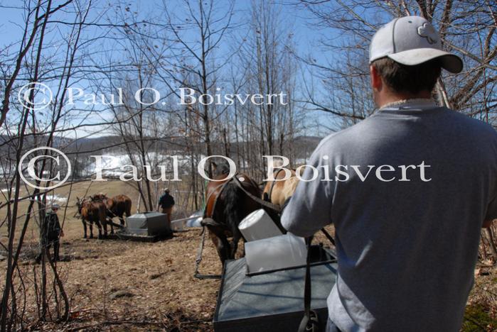 Maple Sugaring 30-20-11904