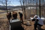 Maple Sugaring 30-20-11905