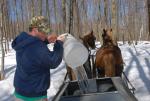 Maple Sugaring 30-20-11906