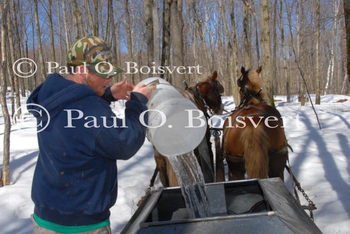 Maple Sugaring 30-20-11906