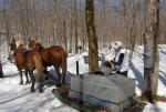 Maple Sugaring 30-20-11907