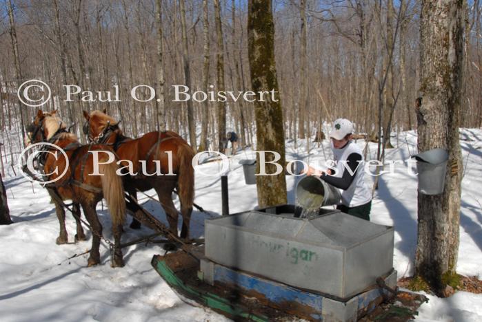 Maple Sugaring 30-20-11907