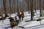 Maple Sugaring 30-20-11908