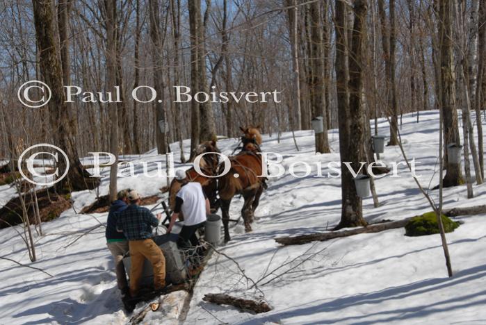 Maple Sugaring 30-20-11908