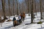 Maple Sugaring 30-20-11909