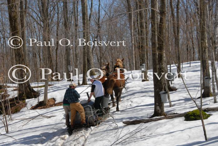 Maple Sugaring 30-20-11909