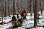 Maple Sugaring 30-20-11910