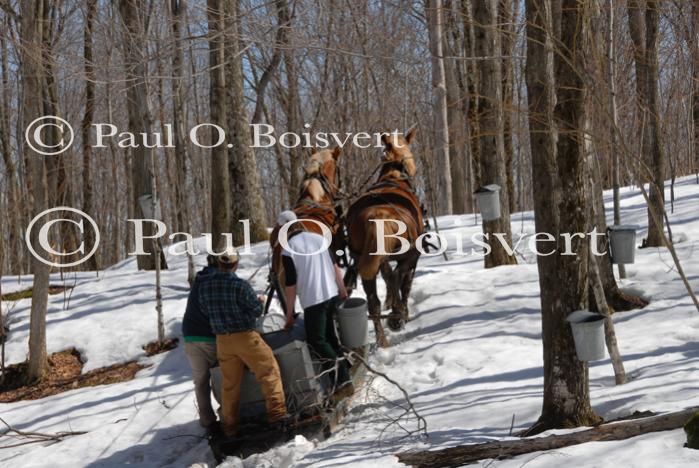 Maple Sugaring 30-20-11910