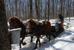 Maple Sugaring 30-20-11911