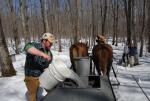 Maple Sugaring 30-20-11912