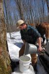 Maple Sugaring 30-20-11913