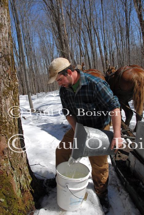 Maple Sugaring 30-20-11913