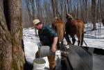 Maple Sugaring 30-20-11914