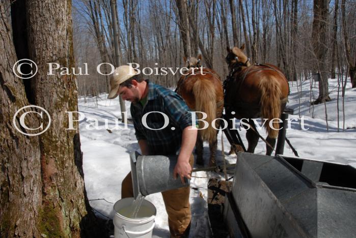 Maple Sugaring 30-20-11914