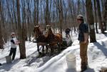 Maple Sugaring 30-20-11915