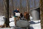 Maple Sugaring 30-20-11916