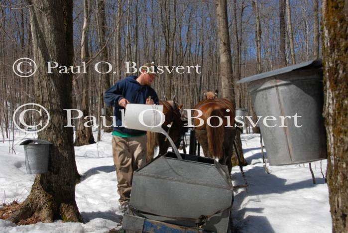 Maple Sugaring 30-20-11916