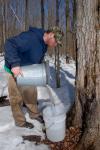 Maple Sugaring 30-20-11917