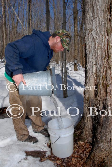 Maple Sugaring 30-20-11917