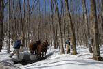 Maple Sugaring 30-20-11920