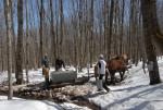 Maple Sugaring 30-20-11921