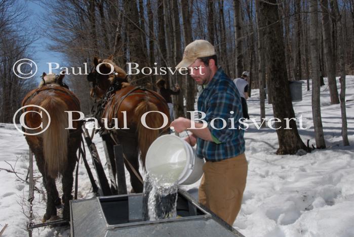 Maple Sugaring 30-20-11922