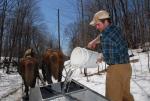 Maple Sugaring 30-20-11924