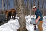 Maple Sugaring 30-20-11926