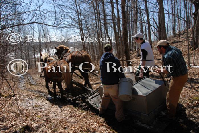 Maple Sugaring 30-20-11928