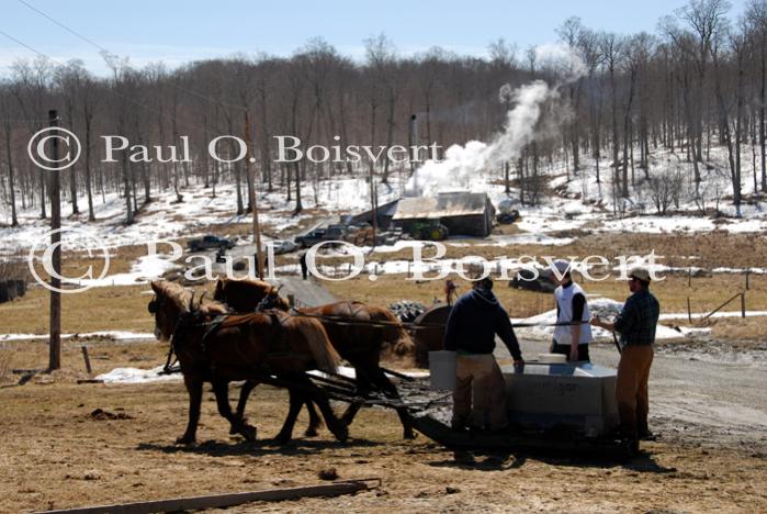 Maple Sugaring 30-20-11931