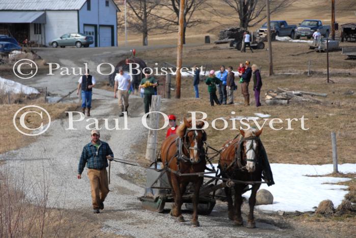 Maple Sugaring 30-20-11937