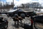 Maple Sugaring 30-20-11939