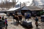 Maple Sugaring 30-20-11945