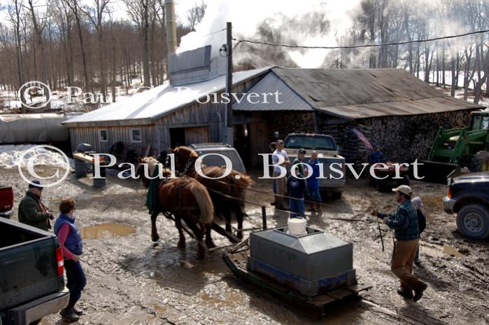 Maple Sugaring 30-20-11945