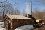 Maple Sugaring 30-20-11951