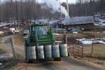 Maple Sugaring 30-20-11959