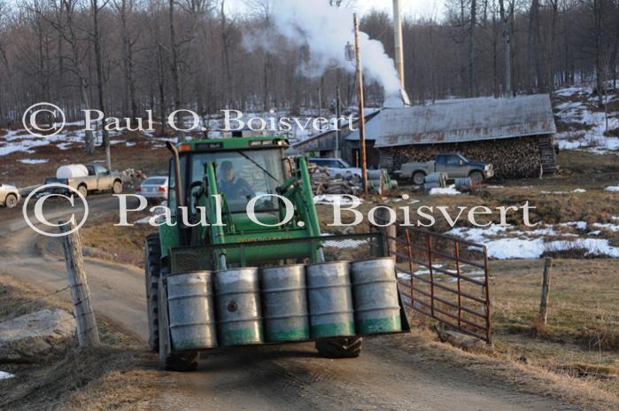 Maple Sugaring 30-20-11959