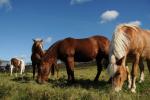 Horses 30-26-00593