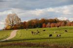 Farm-Shelburne Farms 30-25-02108