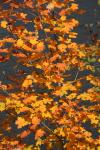 Scenery-Fall 70-05-14494