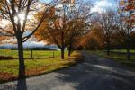 Scenery-Fall 70-05-14539