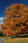 Scenery-Fall 70-05-14605