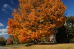 Scenery-Fall 70-05-14606