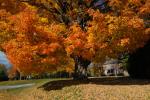 Scenery-Fall 70-05-14607